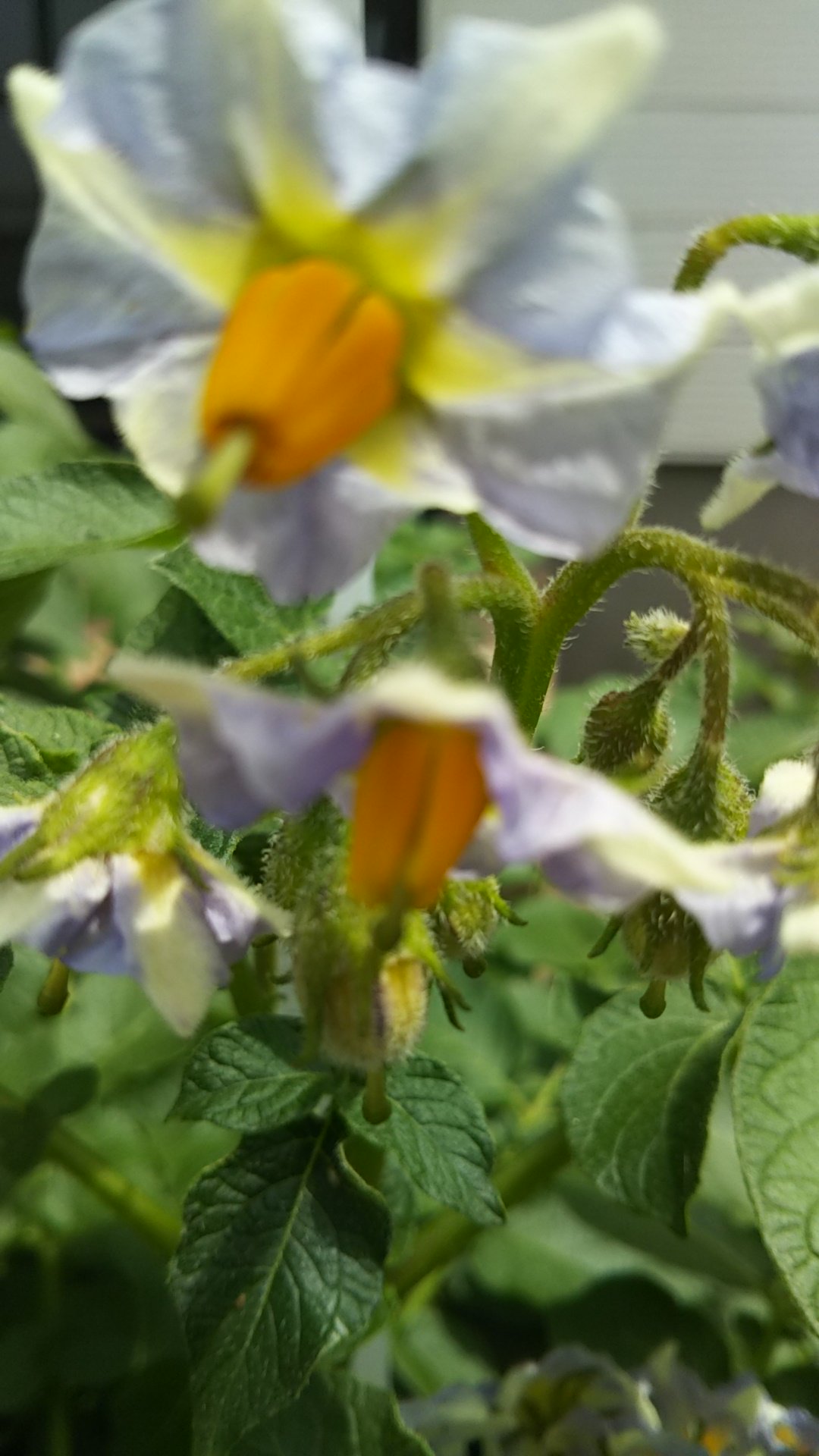 5月17日の誕生花 Twitter Search Twitter