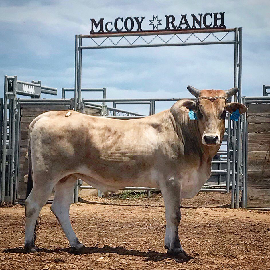 612 Ridin Solo
McCoy/Best
@ The McCoy Ranch