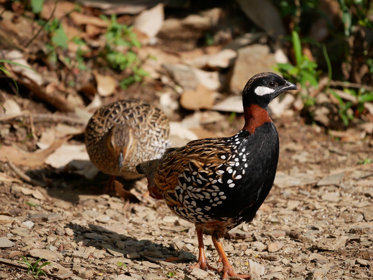 JungleLorePangt's tweet photo. This morning Black Francolin was seen in the bird's hideout created by Jungle Lore Birding Lodge.
#birdingupdate #junglelorebirdinglodge #pangot #asianadventures
#northindiabirdingtour +91-9266519519, info@asianadventures.in, https://t.co/jSxTc6kFZH https://t.co/o9YD5BO8lw