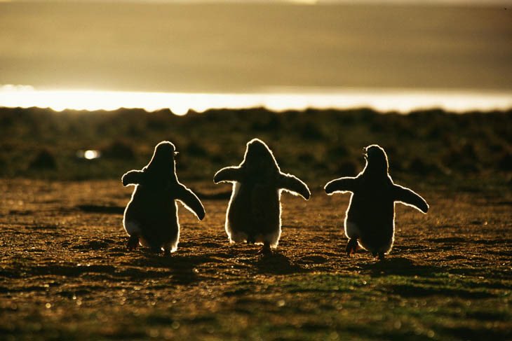 Three Best Friends :)
#Penguins
#cute