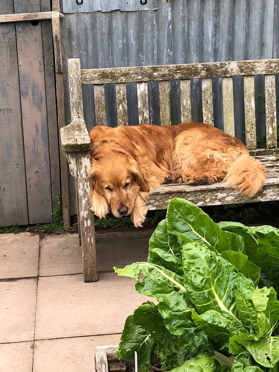 TheMontyDon's tweet photo. Today is Nigel’10th birthday.
He will spend it mostly resting. https://t.co/j8L7WsDKGh
