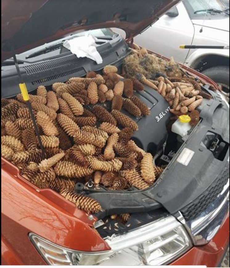 米ペンシルベニア州で車のボンネットを開けたら0個のクルミが なお日本ではなぜか ボンネット開けたら柿 多数 Togetter