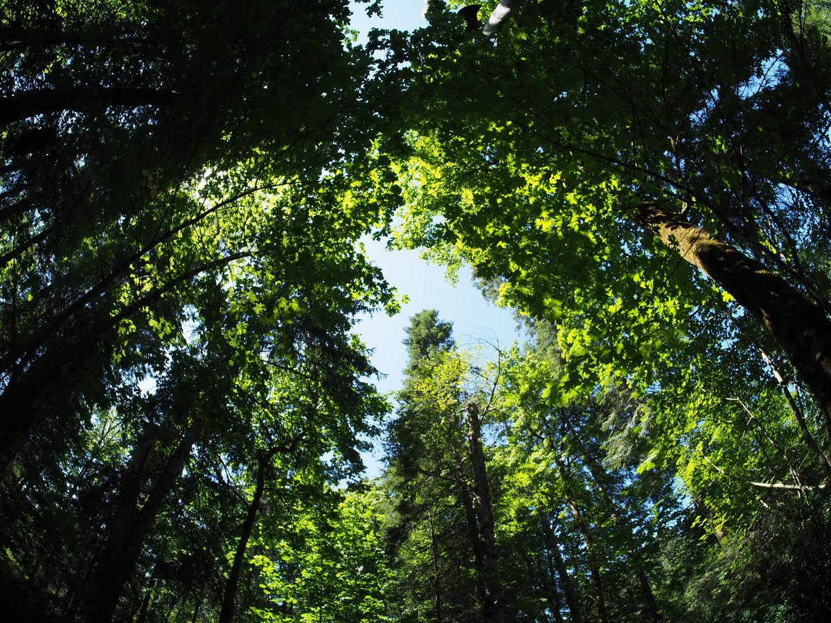 olsson182's tweet photo. Using #fisheye lenses for #NaturePhotography can yield some great images. #photography #samyang #getolympus #PNW #pnw_photography #puntledgepark #comoxvalley #weareyqq #courtenaybc #VancouverIsland #fisheyefun https://t.co/6XzdyUuXPg