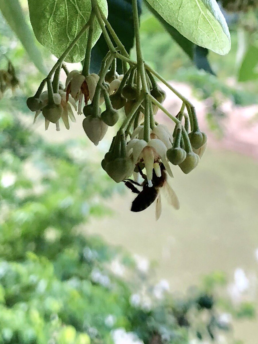 KHGarcia07's tweet photo. Not only do I love the smell of my Linden tree but my #bees do too. And it makes some of the best honey! #yum #sigh #heaven https://t.co/FTmBFxX0bX