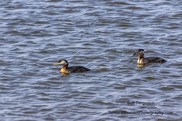senior1moment's tweet photo. @PQuinlanGlobal @prairiesnorth @Saskatchewan #RedNeckGrebe #RMAberdeen https://t.co/6ChvmbkSz0