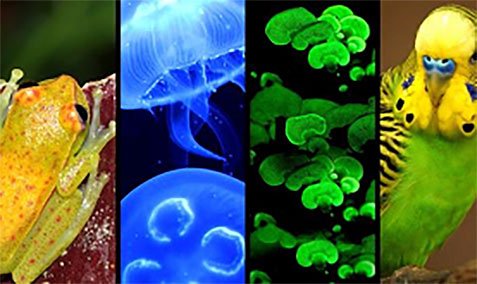 a photo of animals that are brightly colored and glow: frog, jellyfish, parrot and once celled organisms