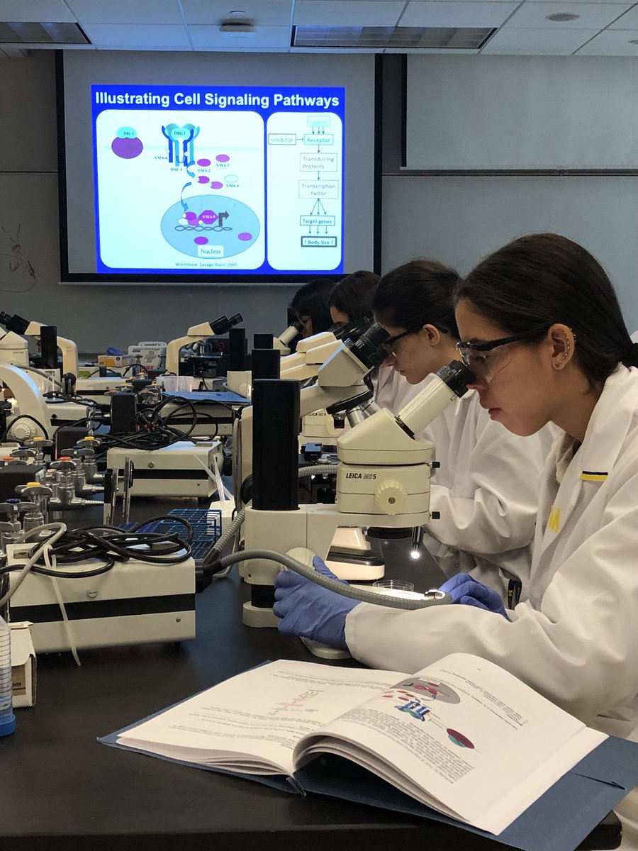 DFB_UM's tweet photo. Day 2 of #DFB2018 continued with a Cell Signaling Pathways lab led by instructors Breane and Emily, a dry lab on poster presentations guided by Mike and Barb and culminated with the tradition of painting the rock! Great job, guys! https://t.co/8UI6RhICtf