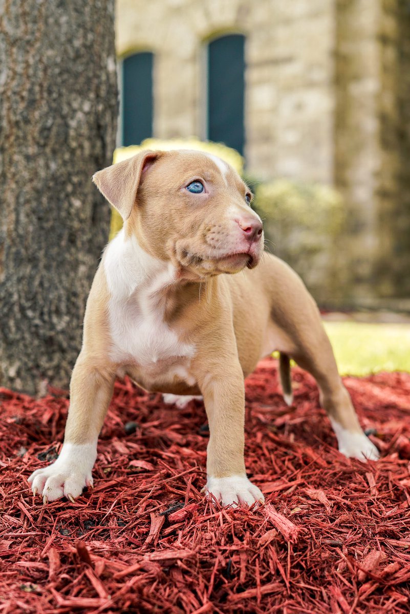Pitbull puppies for sale staten island