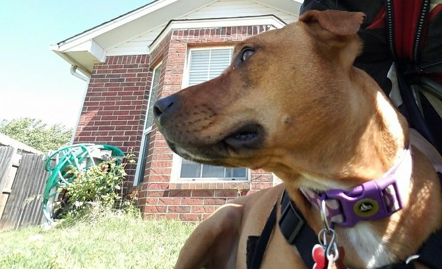 ShadowrisrYT's tweet photo. I'm never one to say anything, but this is my rescue pit, she was saved from two abusive owners. She is the most tempered dog I have ever seen. She had never one bitten anyone she's seen. #leavePitsAlone #PitbullDropOff #IsWrong #savethepit https://t.co/04h8t3TSxF
