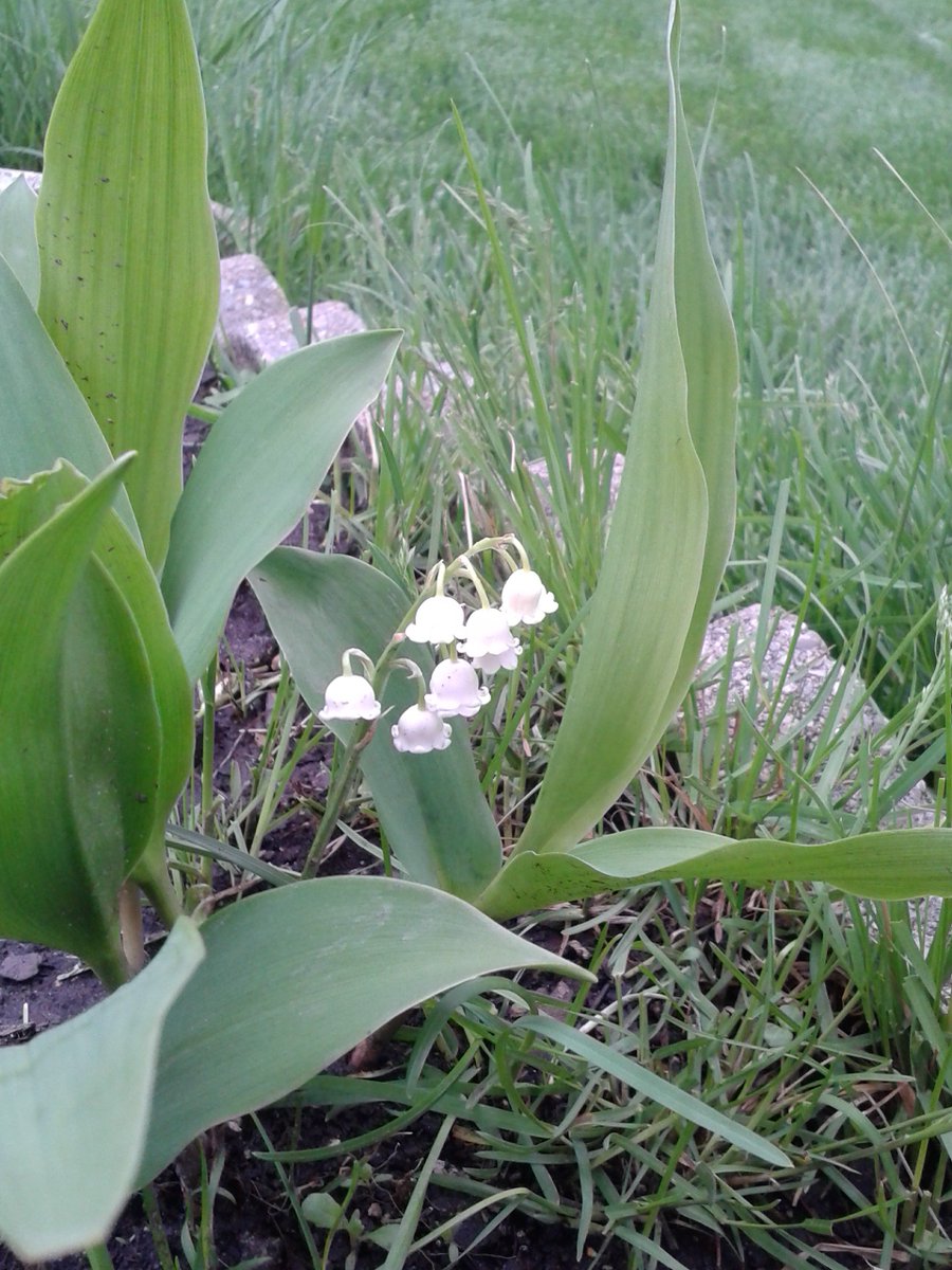 fallintosun22's tweet photo. #springfollow I love the smell of these, Lilly of the Valley😍 https://t.co/8GOPXsLkcQ
