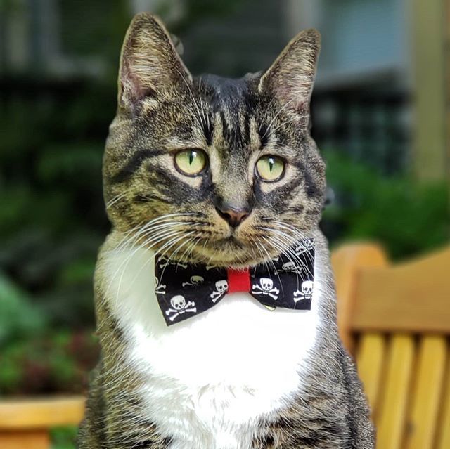 #whiskerwednesday #madebycleo #catbowtie #catinbowtie #bowtiesforcats #outdooradventures #outdoorkitty #loganthemanx #bestmeowdel #meowdel #gentcats #topcatsclub #catsofig #igkitty #adoptbcspca #bcspca #bcspcaalumni #adoptdontshop #manxcatsofinstagram #m… instagram.com/p/Bi3A0okF6QZ/