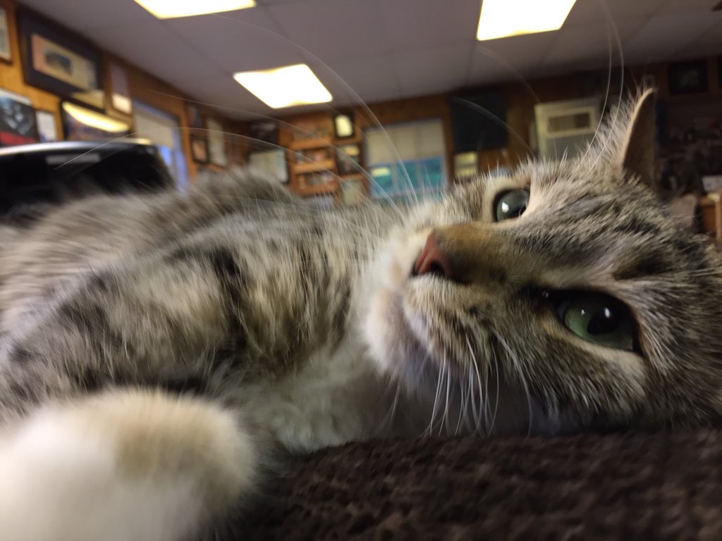 dolostone's tweet photo. The semi-feral wild beasts that you save from the shelter turn out to be the best. #adoptdontshop You only live once so make sure you prioritize things .  .  .  and spend time with that kitty. #reythekitten #chippythechipmunk #catchandrelease #josephinethekitten #lillythekitten https://t.co/6EsSvALSwQ