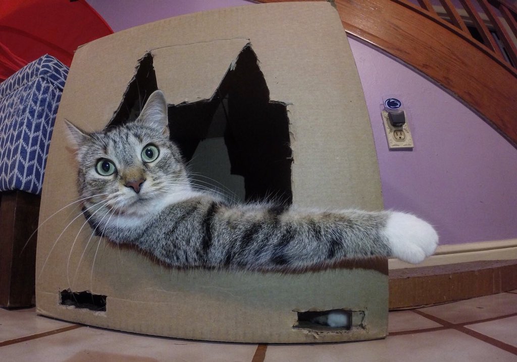 dolostone's tweet photo. The semi-feral wild beasts that you save from the shelter turn out to be the best. #adoptdontshop You only live once so make sure you prioritize things .  .  .  and spend time with that kitty. #reythekitten #chippythechipmunk #catchandrelease #josephinethekitten #lillythekitten https://t.co/6EsSvALSwQ