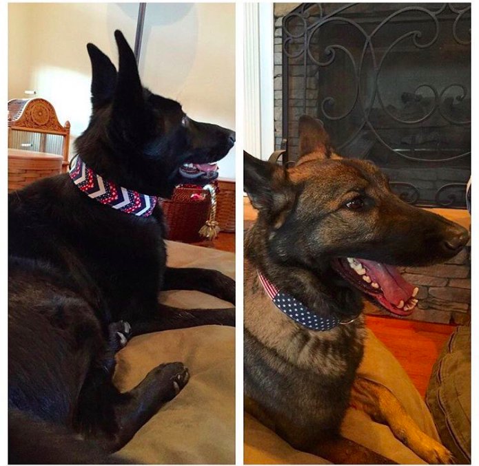 GrandOldPup's tweet photo. Axel and Raven rocking their Red, White, and Blue!  🇺🇸🔴⚪️🔵🇺🇸

Thanks for sharing your #patriotic pooches with us, @kwoo_gsdmomma! 

#conservative #GermanShepherd #dogsofttwitter #redwhiteandblue #GOP #GrandOldPup https://t.co/9uqfsVM141
