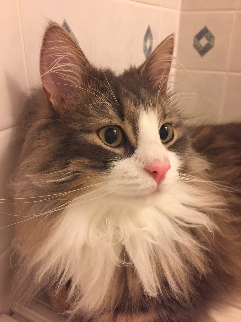これ見た人は子猫が成長した画像貼れ ノルウェージャン メインクーン編 Togetter これ見た人は子猫が成長した画像貼れ ノルウェージャン メインクーン編 Togetter
