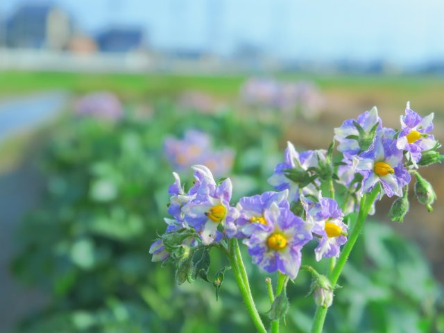 testee_app's tweet photo. 本日5月17日は「世界電気通信記念日」
万国電信連合が発足した日らしいデス
・・・・( ﾟдﾟ)ムズカシイ

ちなみに本日の誕生花の一つはジャガイモ！
ジャガイモの花ってキレイですね(๑•̀ㅂ•́)و https://t.co/71RflpF4eb