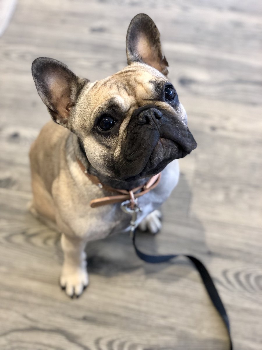 Kalley1536's tweet photo. Anyone else think that Stitch is a French bulldog? https://t.co/Rl1xeskxBs