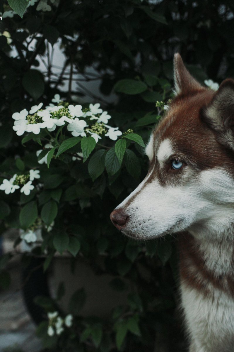 AlexKayDunn's tweet photo. Moody backyard shoot with my favorite models lol 🐾🐺 https://t.co/sdx8kBvJaK