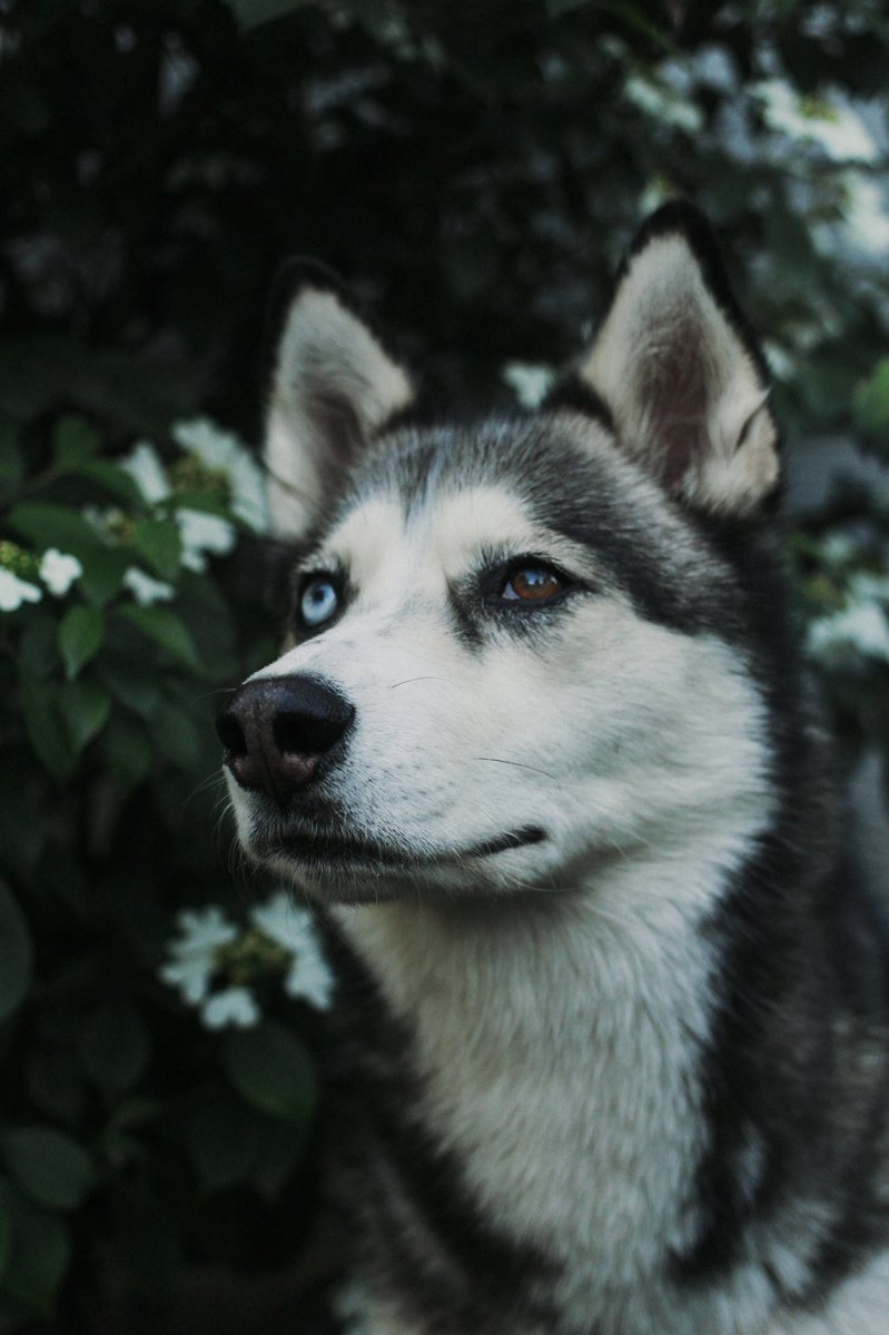 AlexKayDunn's tweet photo. Moody backyard shoot with my favorite models lol 🐾🐺 https://t.co/sdx8kBvJaK