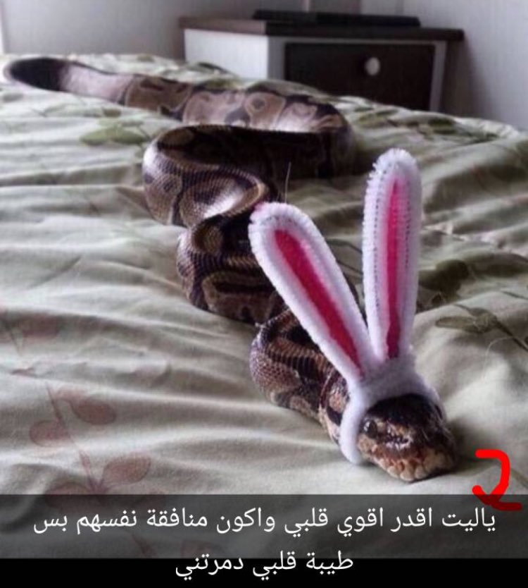 Slaill's tweet photo. يدي تحكني ودي امنشن🙂 https://t.co/GKRp4pFETe