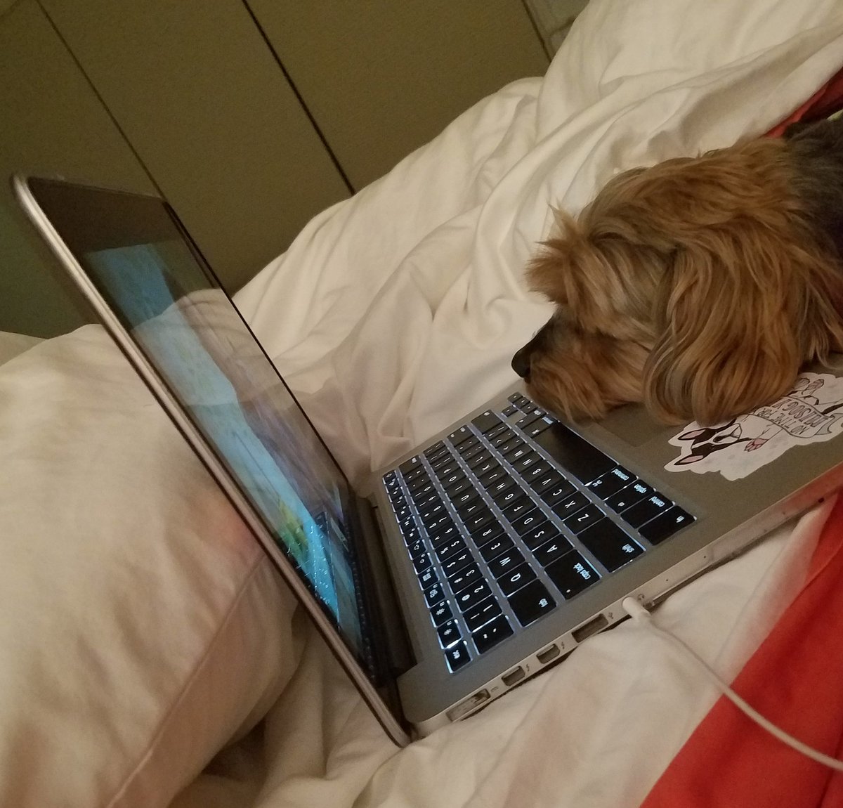 SusanSeiler's tweet photo. Do you think he's watching Airbud or Beethoven? https://t.co/M72jnksQxb