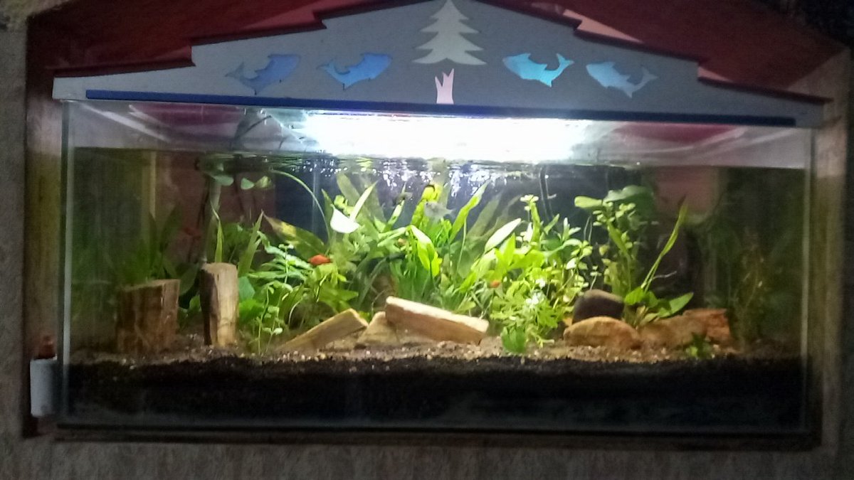 ruban_abel's tweet photo. My fav setup.....
But Tetra varieties all died...
Need to buy more...
#nature
#loveaquarium
#plantedaquarium https://t.co/LH7kTjDz8j
