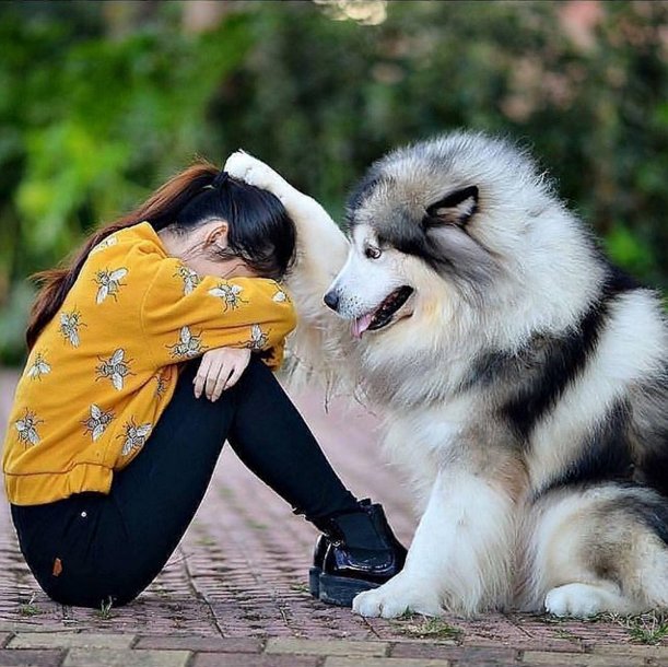 ZimtownInc's tweet photo. Love you, my best friend. #dog #friendship https://t.co/7qCQY1t86A