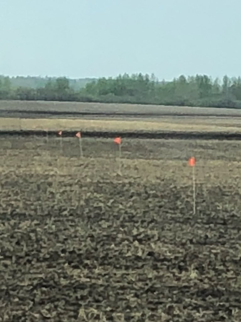 WheatGeerJJ's tweet photo. I’d hafta guess that betwee the @PioneerWCanada Impact &amp; PKP Trials, @Bayer4CropsCA DSTs, the #canolaUCC plot and the many AAFC and AB Ag bug traps, I must have the most flags, stakes and markers per acre than any other commercial farm in Canada! 😂
#FlagKing https://t.co/W9nqLfjNMq