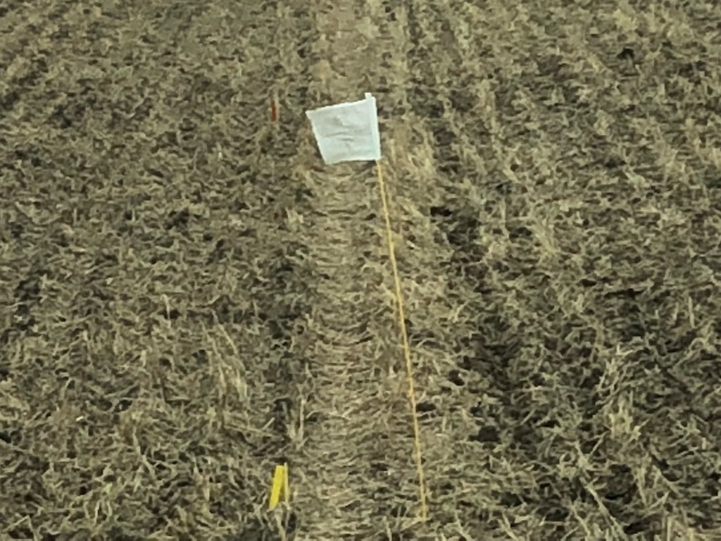 WheatGeerJJ's tweet photo. I’d hafta guess that betwee the @PioneerWCanada Impact &amp; PKP Trials, @Bayer4CropsCA DSTs, the #canolaUCC plot and the many AAFC and AB Ag bug traps, I must have the most flags, stakes and markers per acre than any other commercial farm in Canada! 😂
#FlagKing https://t.co/W9nqLfjNMq