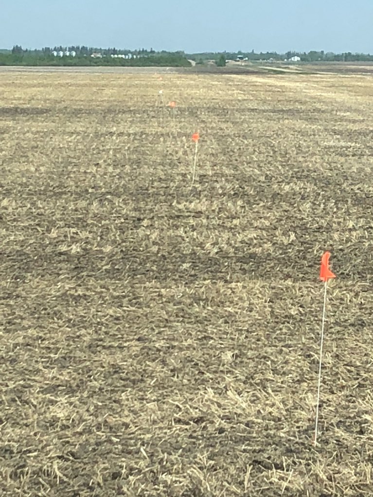 WheatGeerJJ's tweet photo. I’d hafta guess that betwee the @PioneerWCanada Impact &amp; PKP Trials, @Bayer4CropsCA DSTs, the #canolaUCC plot and the many AAFC and AB Ag bug traps, I must have the most flags, stakes and markers per acre than any other commercial farm in Canada! 😂
#FlagKing https://t.co/W9nqLfjNMq