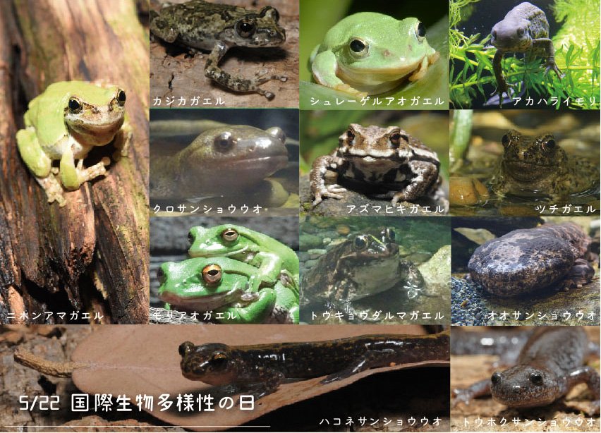 上野動物園 公式 On Twitter 日本に暮らす両生類の仲間に 上野動物園で会えますよ 日本の環境の多様性が いろいろな種類の動物を守り育ててきたのです 両生爬虫類館に 会いに来てください 5月22日は 国際生物多様性の日 Https T Co Axehlfhman Twitter