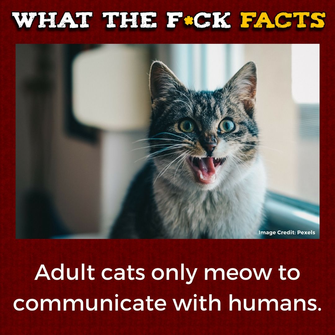 WhatTheFFacts's tweet photo. https://t.co/rPSD6UKkHV
