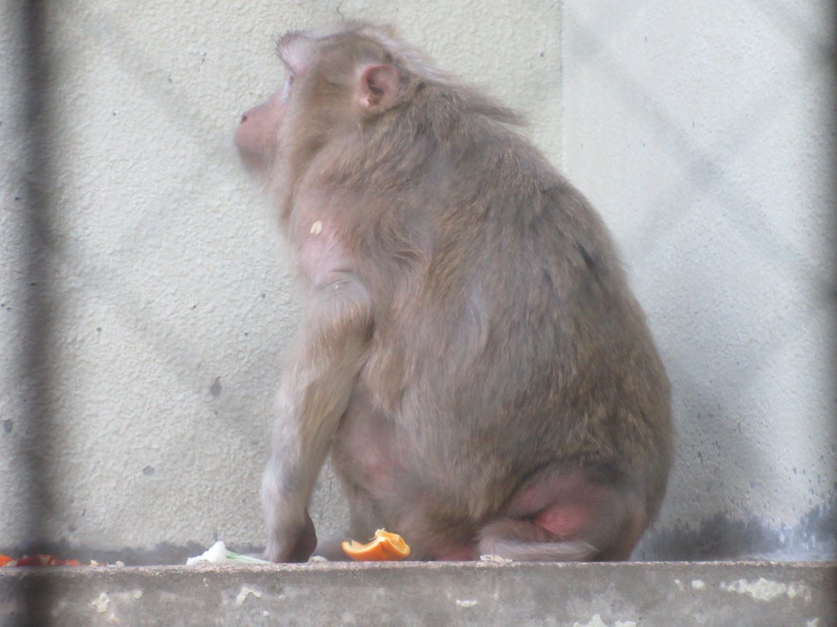 おらゑもん 猿zine制作中 V Twitter しっぽがくるん 18 04 28撮影 天王寺動物園 ブタオザル