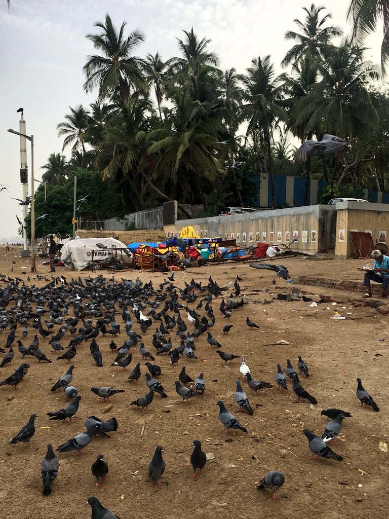 DeepaThakore's tweet photo. Protect Public Spaces from violators.Bird feeding leads to life taking Pulmonary Diseases declared by doctors across the globe.Also it's a problem with Flights passing-Juhu Beach #ForWard69 @renu_hansraj @AmeetSatam @MoCA_GoI @MoHFW_INDIA @mindtemple3 @Dev_Fadnavis @@forward_69 https://t.co/1GF2RTFq1z