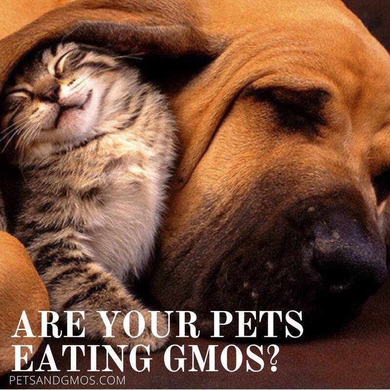 IRTnoGMOs's tweet image. Are your pets eating GMOs? petsandgmos.com #dogwalker #CatsOfTwitter