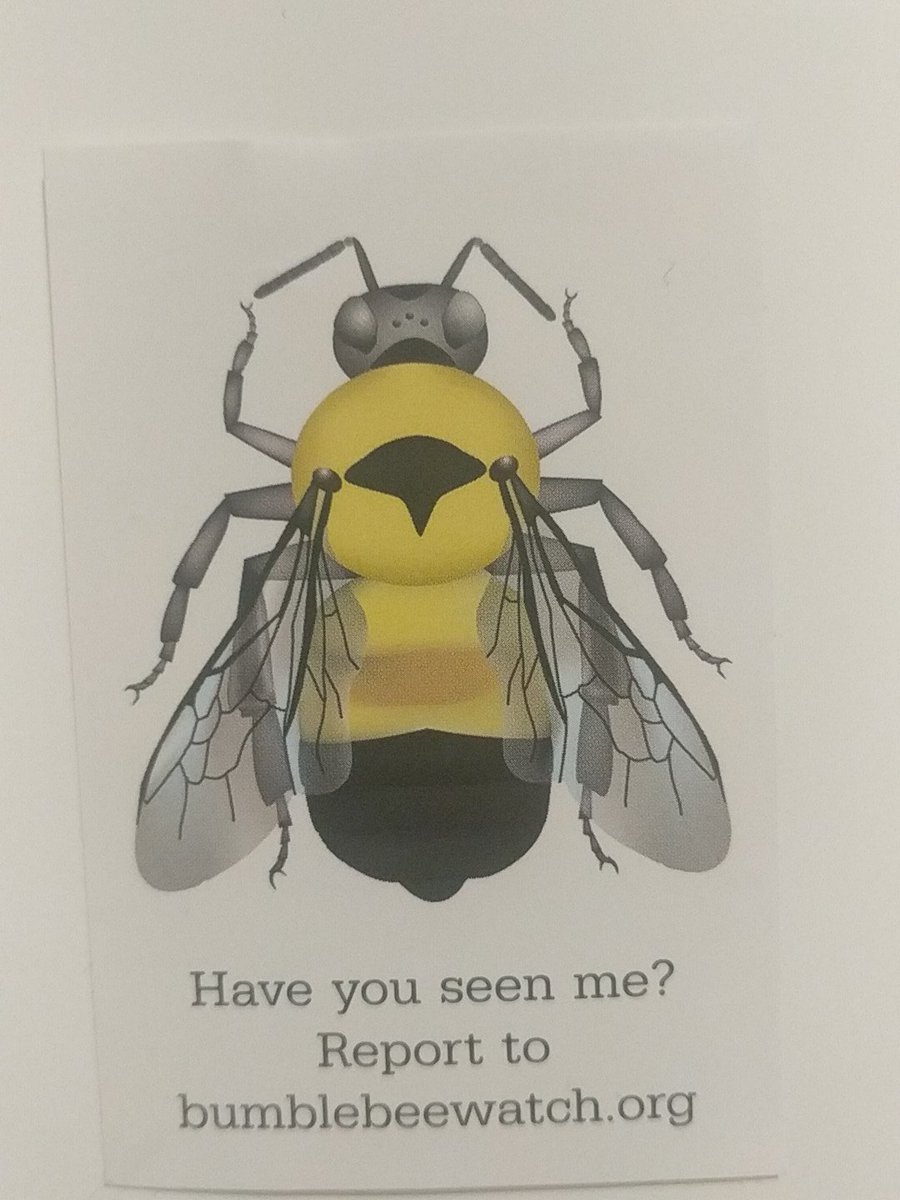 Start looking for bumble bees. Bumblebeewatch.org. #citizenscientist #pollinators