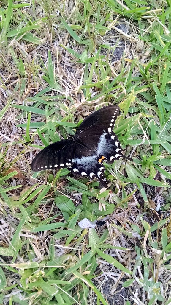 Candisdene's tweet photo. This beautiful black butterfly came and landed next to me today.....  Black was my mom's favorite color. I know you are always with me mom... I miss you. https://t.co/sLKYCOSabH