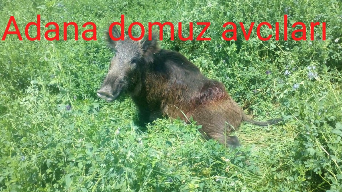 domuzavc's tweet photo. Çiftcilerin Korkulu Rüyası çoğu çiftçi tarla ya Ekim yapmayı bıraktı sadece kiraya veriyorlar artık. ...??? https://t.co/PA0L9wTR0L