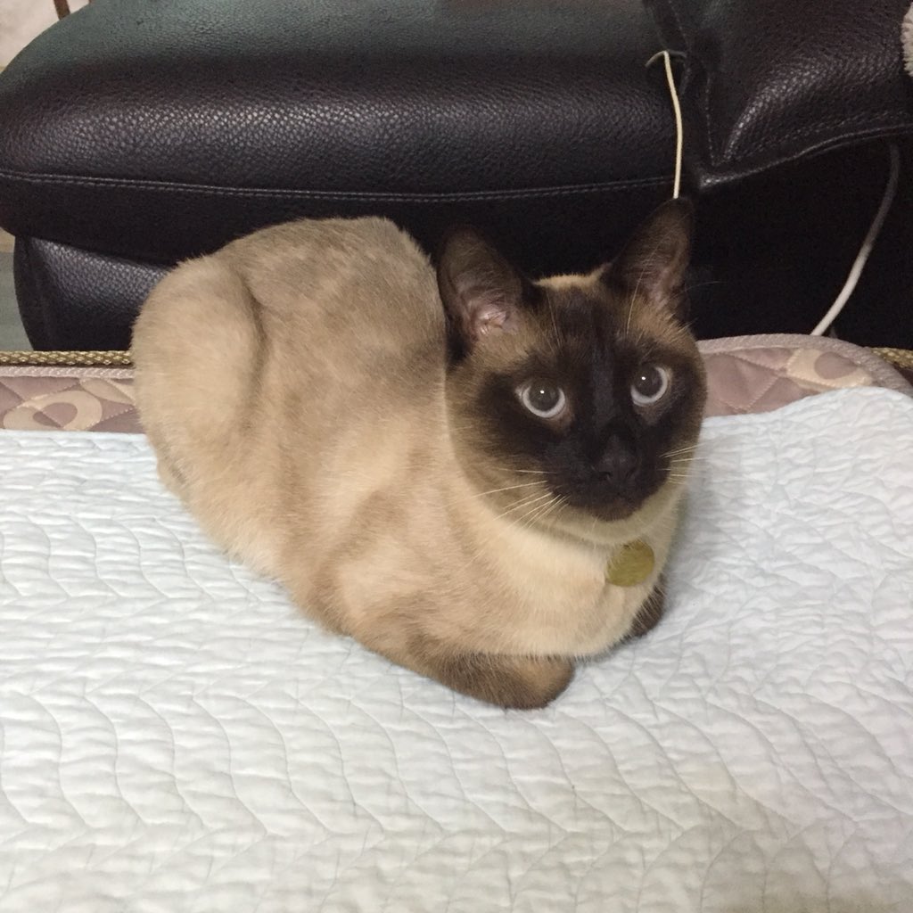 몬드링 (cat_Almond_cat) Twitter