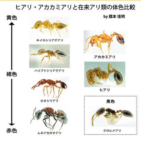 Yoshiaki Hashimoto Twitterissa 今日もヒアリ関連の問い合わせが 昨年の内閣官房 環境省作成のチラシとかで 赤いアリ というフレーズが蔓延してしまったのが混乱の元かと 色は人によって感覚が違うので アリ屋から言わせれば ヒアリは全然赤いアリではない