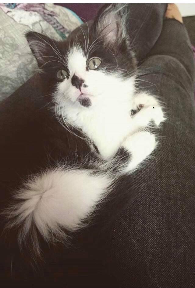 LoveCastleDon's tweet photo. Missing kitten, gorgeous Roxy, in Castle Doningon near Spitfire Road estate! Very curios and cheeky <3 Please check sheds and garages and RT thank you!  #HELP #MISSING #FI #LIST #CAT @catsprotection @rspcaderby #CastleDonington https://t.co/iL3R5sVLVl