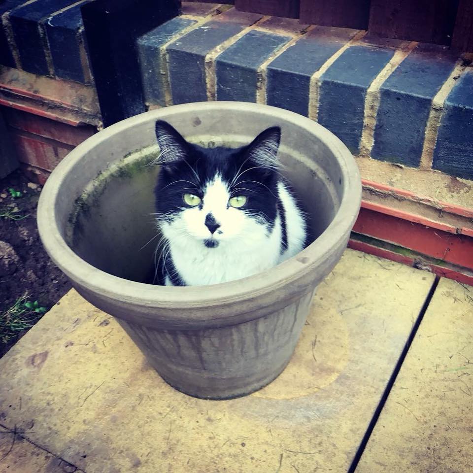 LoveCastleDon's tweet photo. Missing kitten, gorgeous Roxy, in Castle Doningon near Spitfire Road estate! Very curios and cheeky <3 Please check sheds and garages and RT thank you!  #HELP #MISSING #FI #LIST #CAT @catsprotection @rspcaderby #CastleDonington https://t.co/iL3R5sVLVl