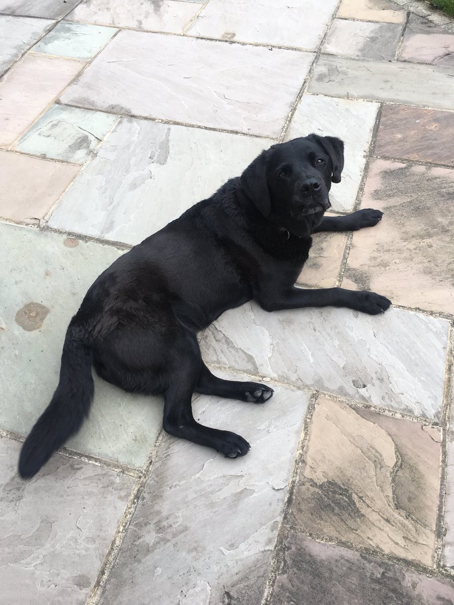 Tailofthegrange's tweet photo. Meet benji, one of the authors real life inspirations behind the characters in tails of the grange! #tailsofthegrange #dogs #labrador #amazon #childrensbook https://t.co/m7448UTEQk