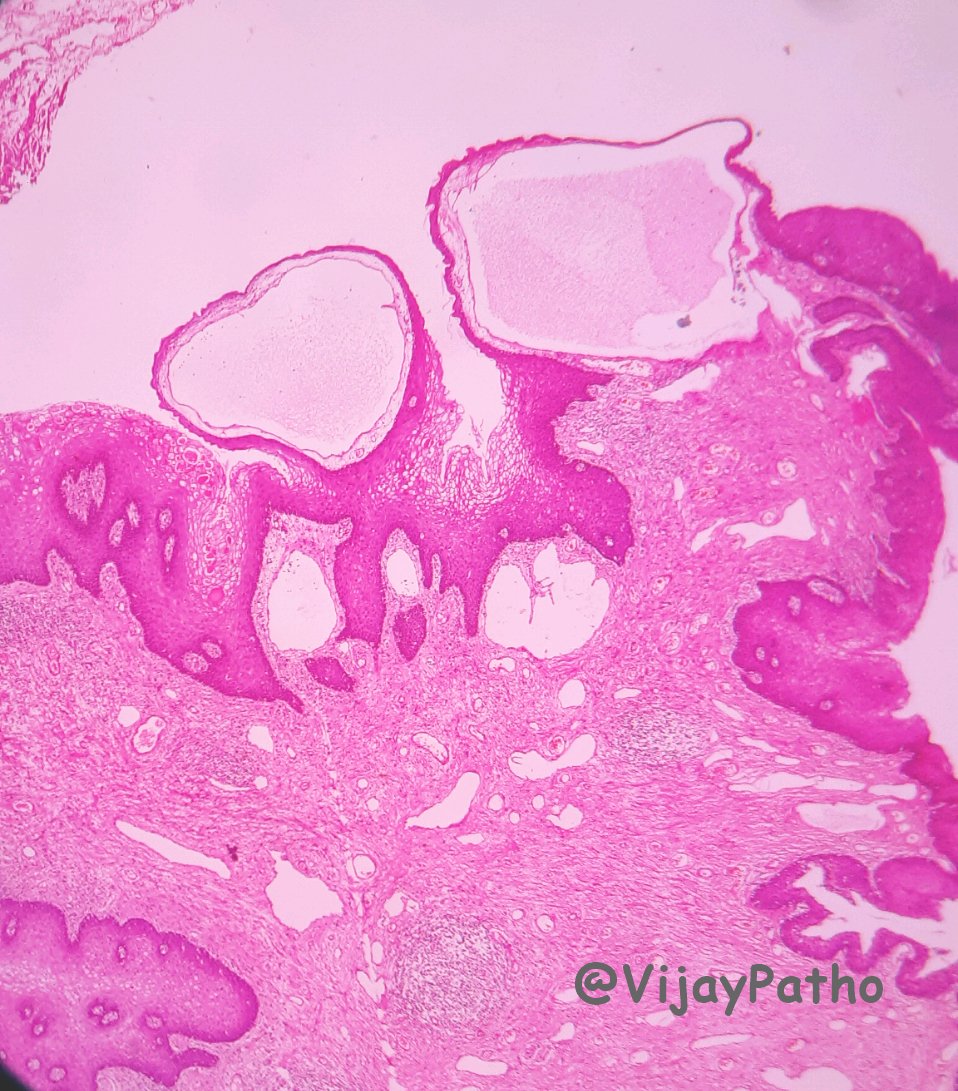 Vijay Shankar S tweet media