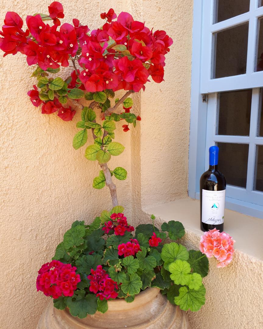 Paterianakis's tweet photo. Let's the Summer begins... #melissinos #melissinoswine @Paterianakis #organicwines #biowines @winesofcrete @DrinkGreekWine #cretanwines #naturalwines #crete #summer https://t.co/9qBNGNoA3k