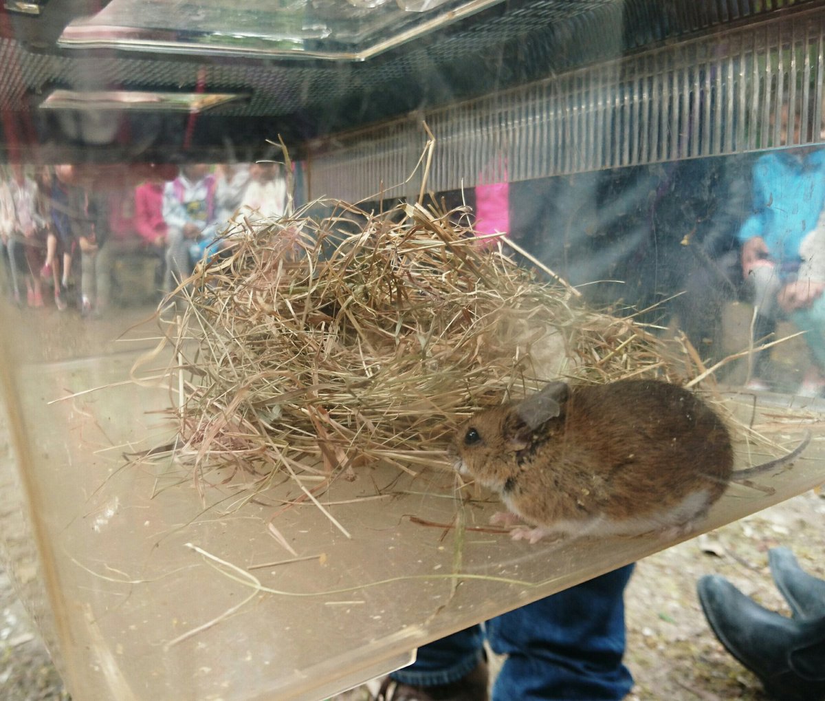 SCPS Year 4 tweet media