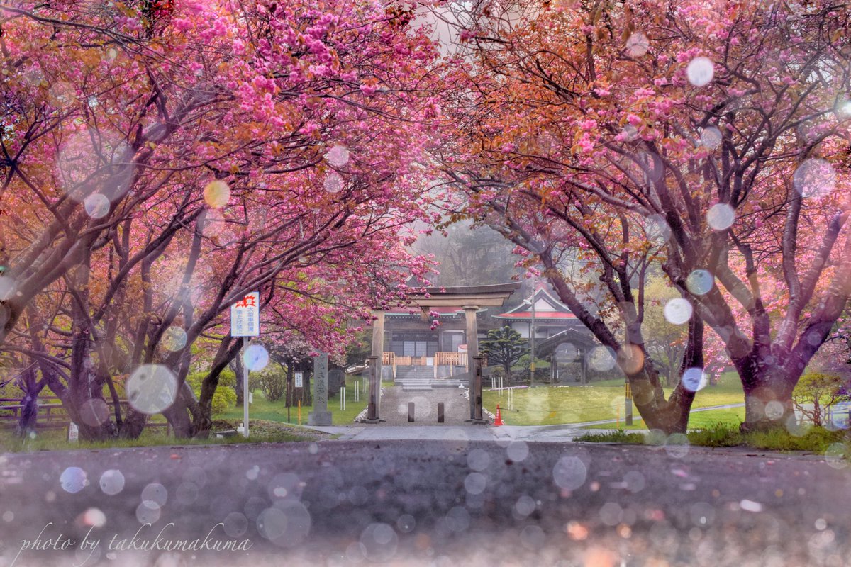 クマ Takukumakuma 早朝の石崎地主海神社 雨の中カメラも濡れましたがレンズの水滴が雨の演出になりました 函館 石崎地主海神社 八重桜 Cherryblossom Rainy