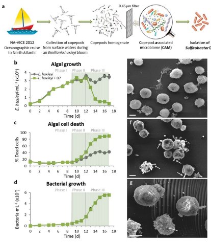 vardilab's tweet photo. New paper pre-submitted to @biorxivpreprint expanding our research to #interactions between #algicidal #bacteria and #microalgae, revealing very exciting virus-phytoplankton-bacteria #tradeoffs, by PhD student Noa Barak. Congrats for this huge work !! #ocean #pathogens #DMSP https://t.co/BjKrbFr4QP