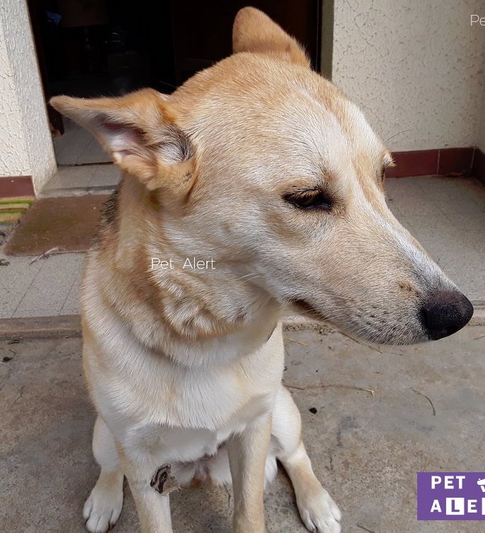 Missing Animaux 81s Tweet 170518 Perdues 1 Chienne