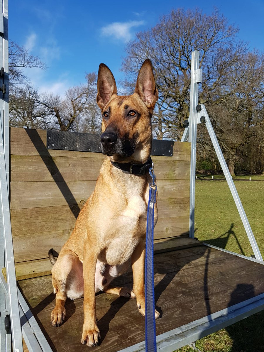 PSOSDogs's tweet photo. We were asked how TPD Max was getting on. We are pleased to say he is doing exceptionally well on his initial course and will be passing out within the next fortnight. Team Chaos miss him so much but his new handler is going to do us proud with him😁 #TPDMax 😍😍 @sutcliffe1610 https://t.co/lENs0mHGBM